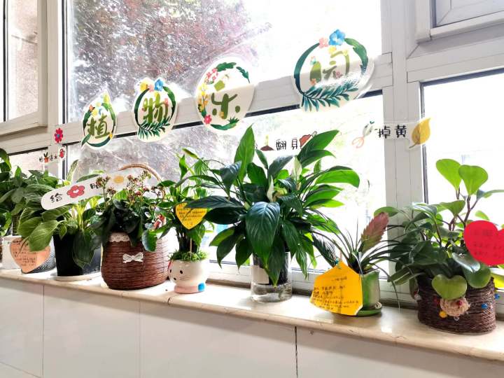 植物角2.jpg